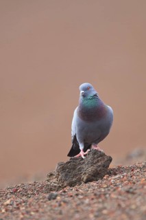 Rock Dove (Columba livia) male, Lanzarote, Spain