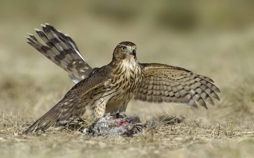 Cooper's Hawk (Accipiter cooperii), Texas, USA