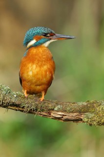 Common kingfisher (Alcedo atthis), female on mossy branch on perch, Wilden, North Rhine-Westphalia,