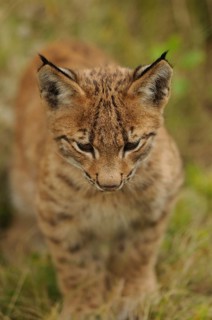 A small lynx curiously explores its surroundings in a meadow, Carpathian lynx (Lynx lynx