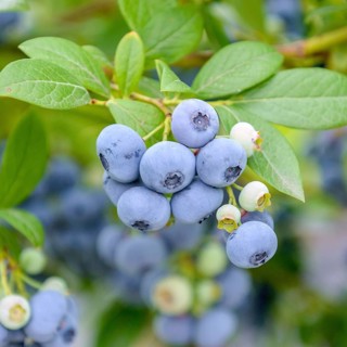Blueberry (Vaccinium corymbosum 'Bluecrop'),  Germany