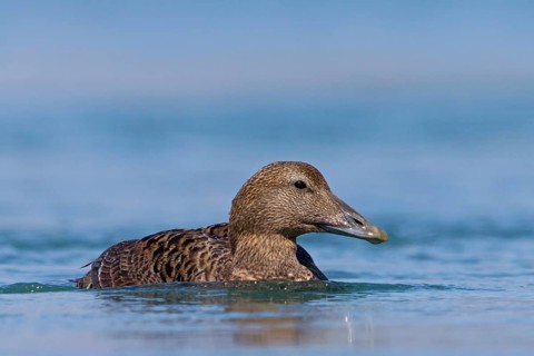 Eider, (Somateria mollissima), Animals, Birds, Ducks, Duck family, Female, Kálfafellsstaður,