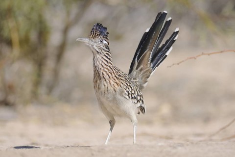 Greater Roadrunner (Geococcyx californianus), Texas, USA