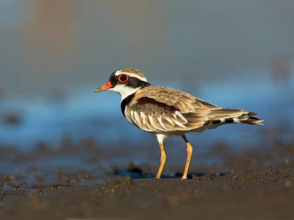 Black-fronted Dotterel (Elseyornis melanops), Victoria, Australia