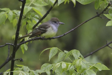 Great Crested Flycatcher (Myiarchus crinitus), Manitoba, Canada