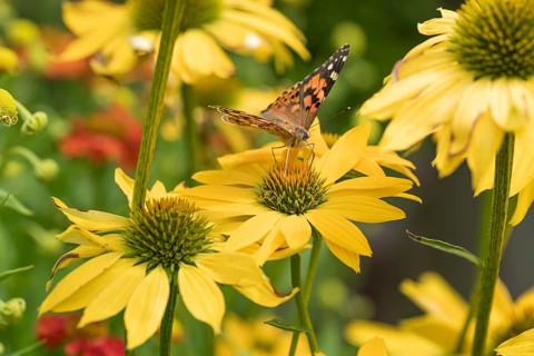 Coneflower (Echinacea 'Leilani'), Weihenstephan Gardens, Germany