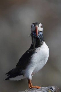Atlantic Puffin (Fratercula arctica), Scotland, United Kingdom