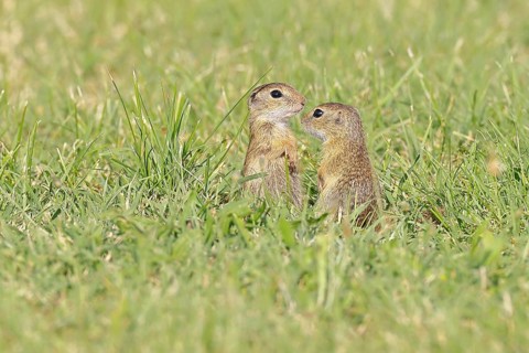 European ground squirrel (Spermophilus citellus) two young animals playing in a meadow, Burgenland