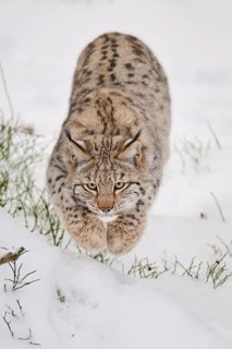 Eurasian lynx (Lynx lynx) running in a snowy forest in winter, Bavaria, Germany