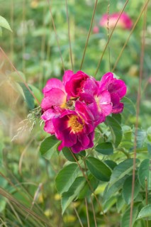 Ground cover rose (Rosa WEG DER SINNE), Federal Garden Show 2019, Germany