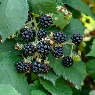 Blackberry (Rubus fruticosus 'Theodor Reimers'),  Germany
