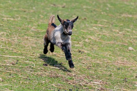 A young pygmy goat (Capra hircus) runs across a green meadow on a sunny day. Austria