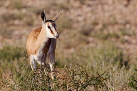 Springbok (Antidorcas marsupialis), young animal, foraging for food, facing camera, golden morning