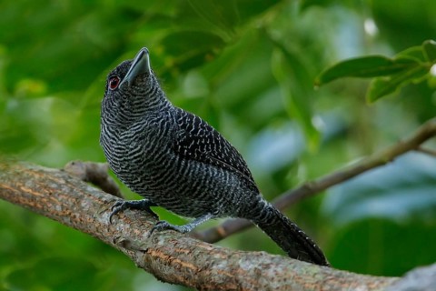 Fasciated Antshrike (Cymbilaimus lineatus) perched on a branch in the rainforest of Guyana