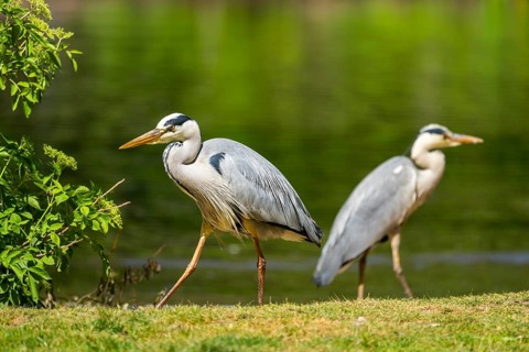 Grey heron (Ardea cinerea) standing on the grass at the shore of a lake, wildlife, Bavaria, Germany