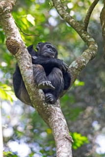 Common chimpanzee (Pan troglodytes) on a tree in the mountain rainforest, Nyungwe National Park,