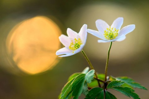 Wood Anemone (Anemone nemorosa) flowering, Lower Saxony, Germany