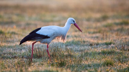 White Stork (Ciconia ciconia) foraging, Mecklenburg-Western Pomerania, Germany