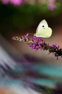 A Cabbage butterfly (Pieris brassicae) sucking nectar on the flower of the purple loosestrife