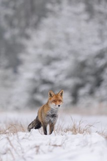 Red fox (Vulpes vulpes), foraging in a forest and snowy landscape, biosphere reserve, Swabian Alb,