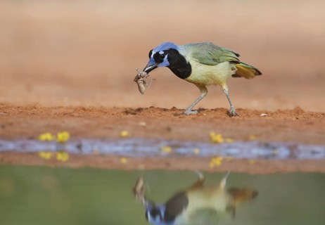 Green Jay (Cyanocorax luxuosus) with insect in its beak, Texas, USA