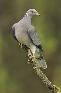 Band-tailed Pigeon (Patagioenas fasciata), British Columbia, Canada