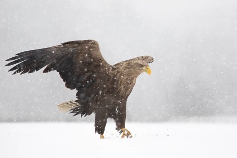 White-tailed Eagle (Haliaeetus albicilla) walking on snow, Subotica, Hungary