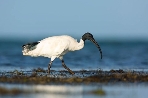 Australian White Ibis (Threskiornis molucca) foraging, Victoria, Australia