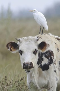 Western Cattle Egret (Bubulcus ibis), France