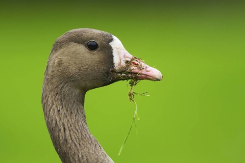 Greater White-fronted Goose (Anser albifrons), Schleswig-Holstein, Germany