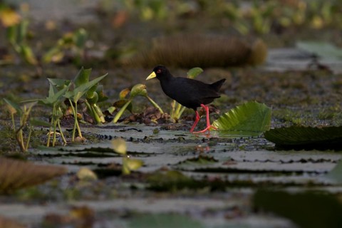 Black Crake (Amaurornis flavirostra) foraging, Semuliki National Park, Uganda