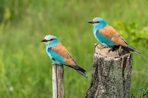 European Roller (Coracias garrulus), Subotica, Serbia