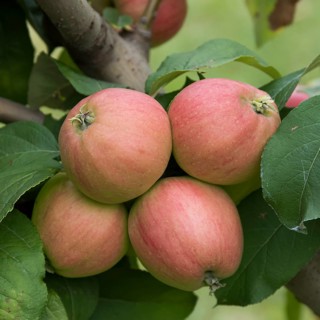 Apple (Malus domestica 'Rheinische Schafsnase'),  Germany