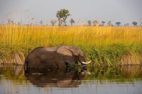 African elephant (Loxodonta africana) in the swamp, Xakanaxa Lagoon, Okavango Delta, Moremi Game