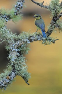 Eurasian Blue Tit (Cyanistes caeruleus) juvenile, Andalusia, Spain