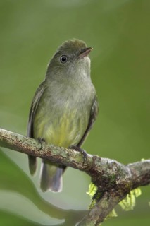 Dwarf Tyrant-Manakin (Tyranneutes stolzmanni), Manu National Park, Peru