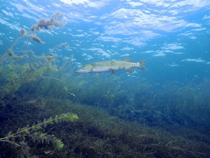 A pike (Esox lucius) in its natural habitat below the water surface. Dive site car park Post,