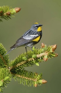 Audubon's Warbler (Setophaga auduboni), Montana, USA