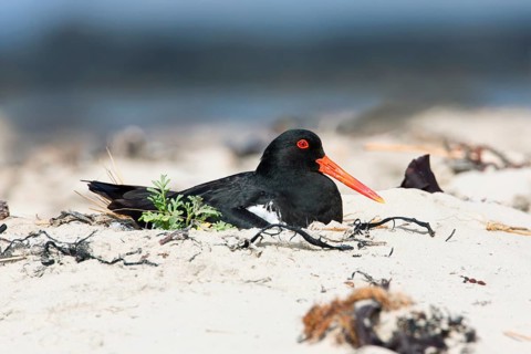 Pied Oystercatcher (Haematopus longirostris) incubating, Victoria, Australia