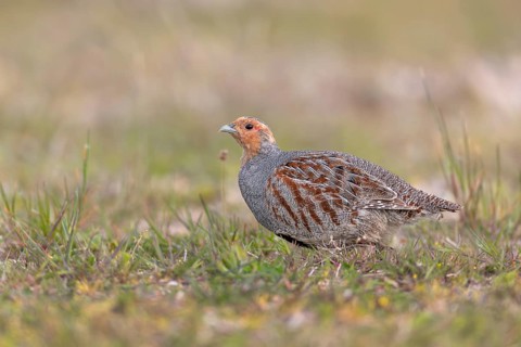 A grey partridge (Perdix perdix) cock looking for food, Denmark