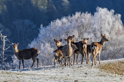A herd of Japanese sika deer (Cervus nippon nippon) stands on a frost-covered meadow in hilly