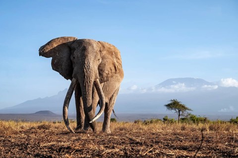 African elephant (Loxodonta africana) in picturesque landscape with the summit of Mount