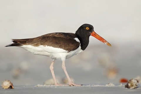 American Oystercatcher (Haematopus palliatus), Florida, USA