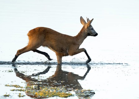 Roe deer (Capreolus capreolus), young roe buck running through the shallow water zone of a lake,