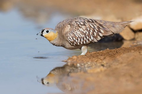 Crowned Sandgrouse (Pterocles coronatus) male drinking, Negev, Israel