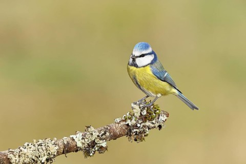 Blue tit (Parus caeruleus), sitting on a branch overgrown with lichen, Wilnsdorf, North
