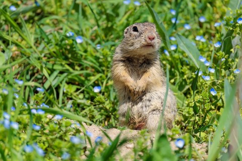 A fully grown ground squirrel (Spermophilus citellus) sits in a green meadow on a sunny day,