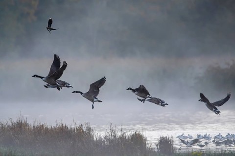 Canada Goose, Branta Canadensis, birds in flight over marshes, Devon, England, United Kingdom