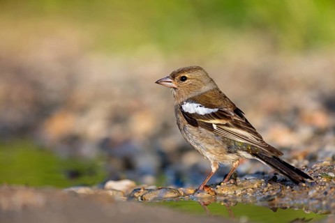 Chaffinch, (Fringilla coelebs), foraging, biotope, Wadi Darbat, Salalah, Greece, Oman
