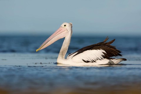 Australian Pelican (Pelecanus conspicillatus), Victoria, Australia